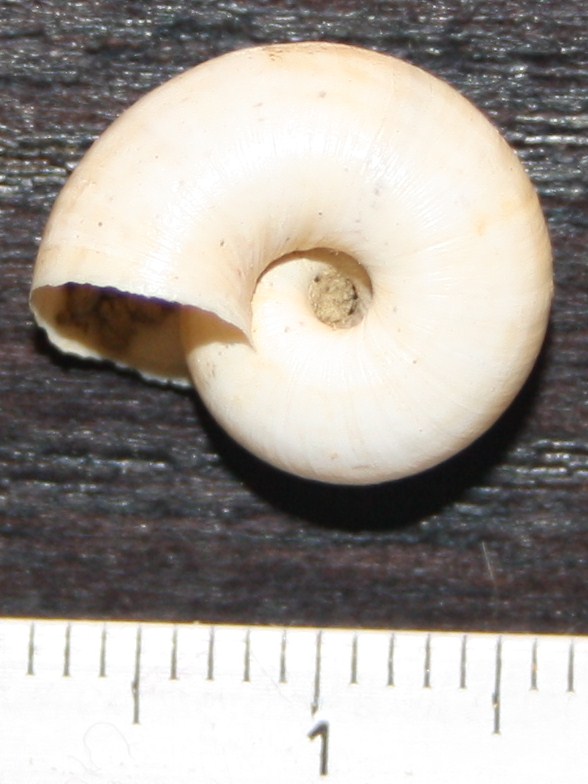 Monacha cartusiana e Cernuella cf. neglecta